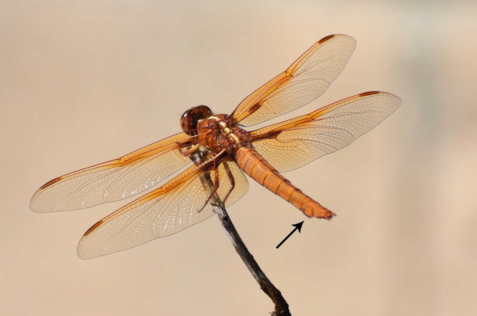 Mother Nature’s Backyard - A Water-wise Garden: Flame Skimmer Dragonfly
