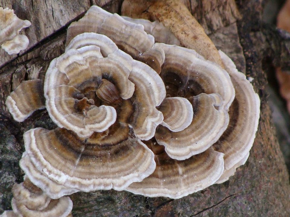 Trametes versicolor DSC27335