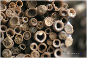 mason bees, beaver, spring flowers, pszczoły murarki, wiosenne kwiaty, bóbr, kaczki krzyżówki