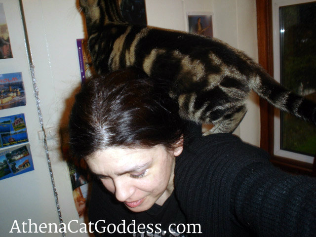 I'm a cat riding on my owner's back
