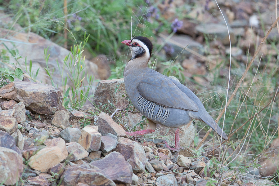 Birds of Saudi Arabia: Arabian Partridge – Asir Mountains