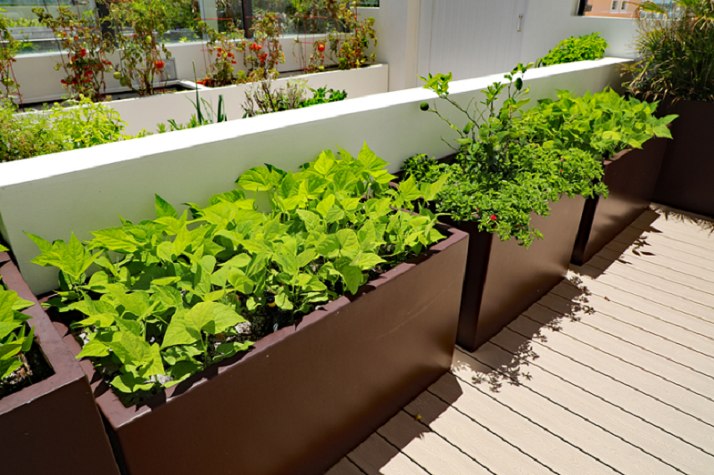 Vegetable Planter Boxes