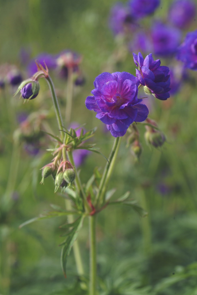 Flora Wonder Blog A Garden Of Winter Delights