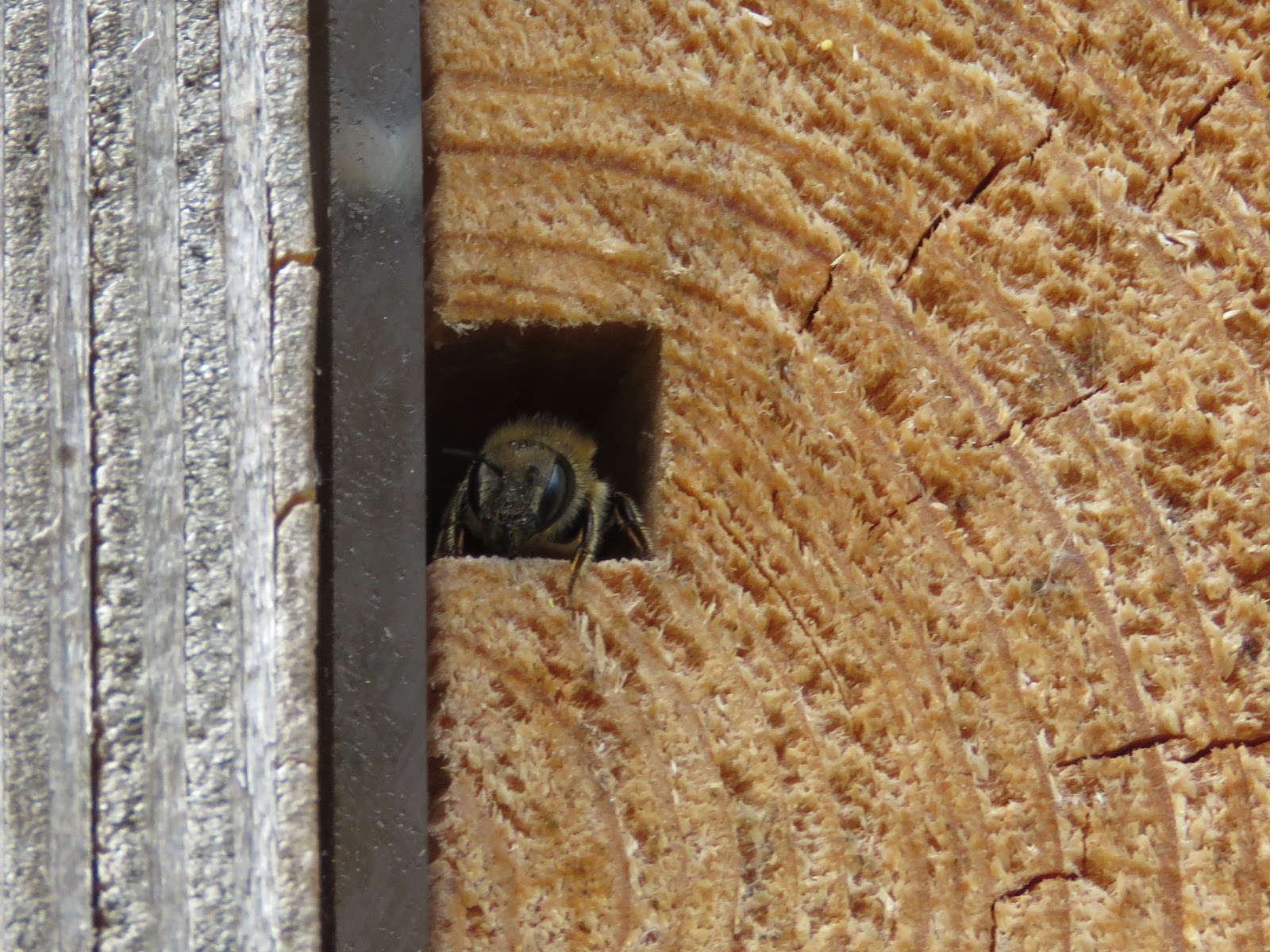 BugBlog A cleptoparasite in the bee hotel