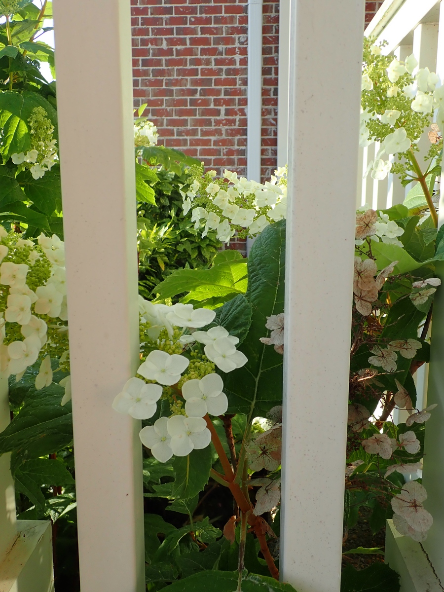 Viburnum Plicatum F Tomentosum Mariesii Hortensias
