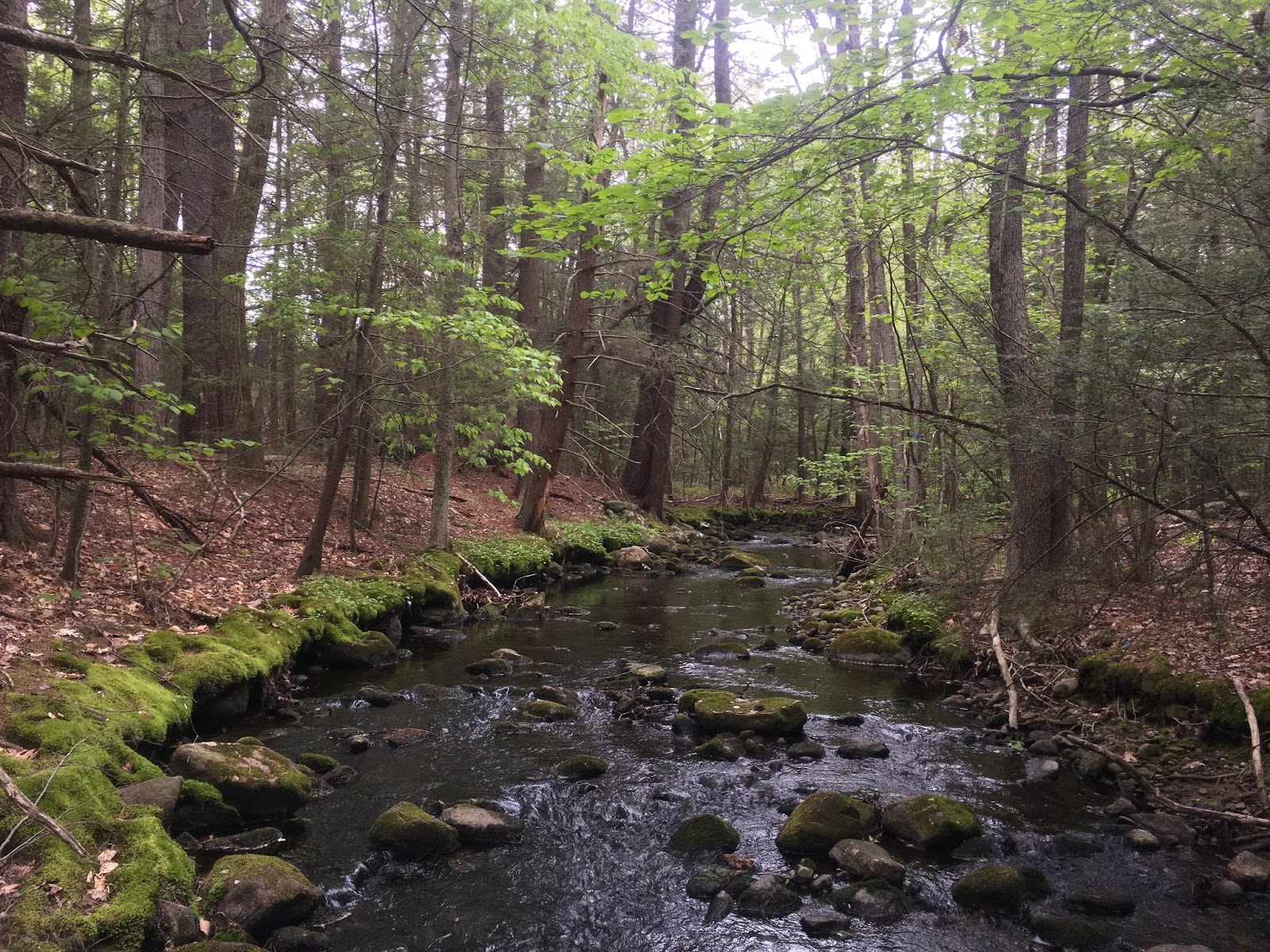Trout Stream Day Dreams: Brook Trout and a Broken Rod