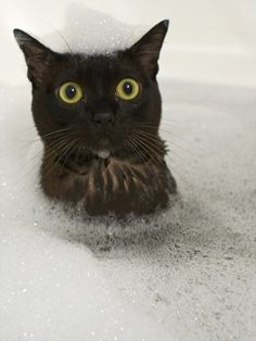 https://www.pinterest.com/insurepets/dramatic-cats/