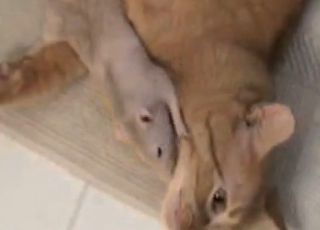 funny cat be friend and mouse