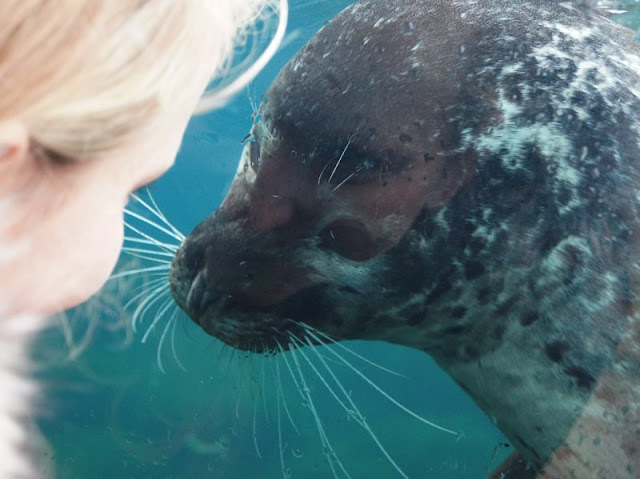 Das Nordsee-Ozeanarium in Hirtshals: Ein tolles Ausflugsziel für Familien in Nord-Jütland. Wir trafen sogar Annika Tooth Meeresbiologin und Robben-Kennerin!