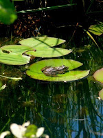 Adoro a mis peques: PROYECTO RANAS