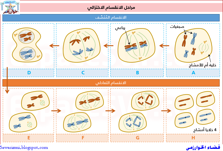 مراحل الانقسام الاختزالي