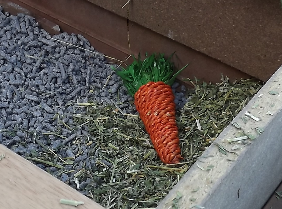 My Cavy Kingdom The Pine Cone Experiment