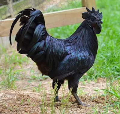 Image result for ayam hitam