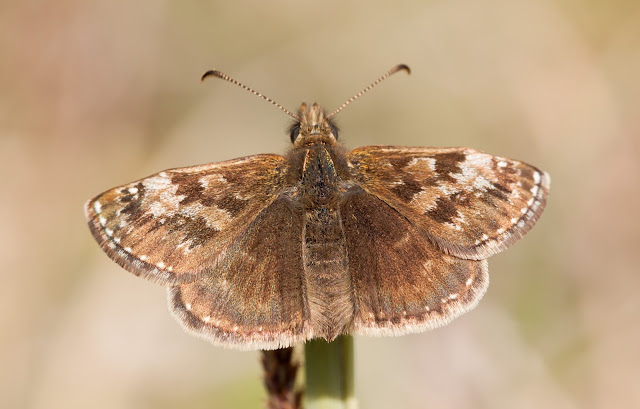 Dingy Skipper - Buckinghamshire