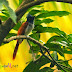 Asian Paradise-flycatcher Female
