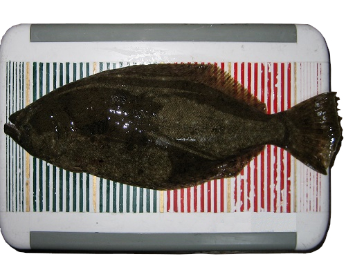 和歌山 三重方面の船釣り釣果