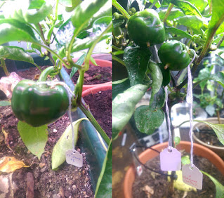 Two bell pepper plants with green unripe pods with small paper tags hanging from them.