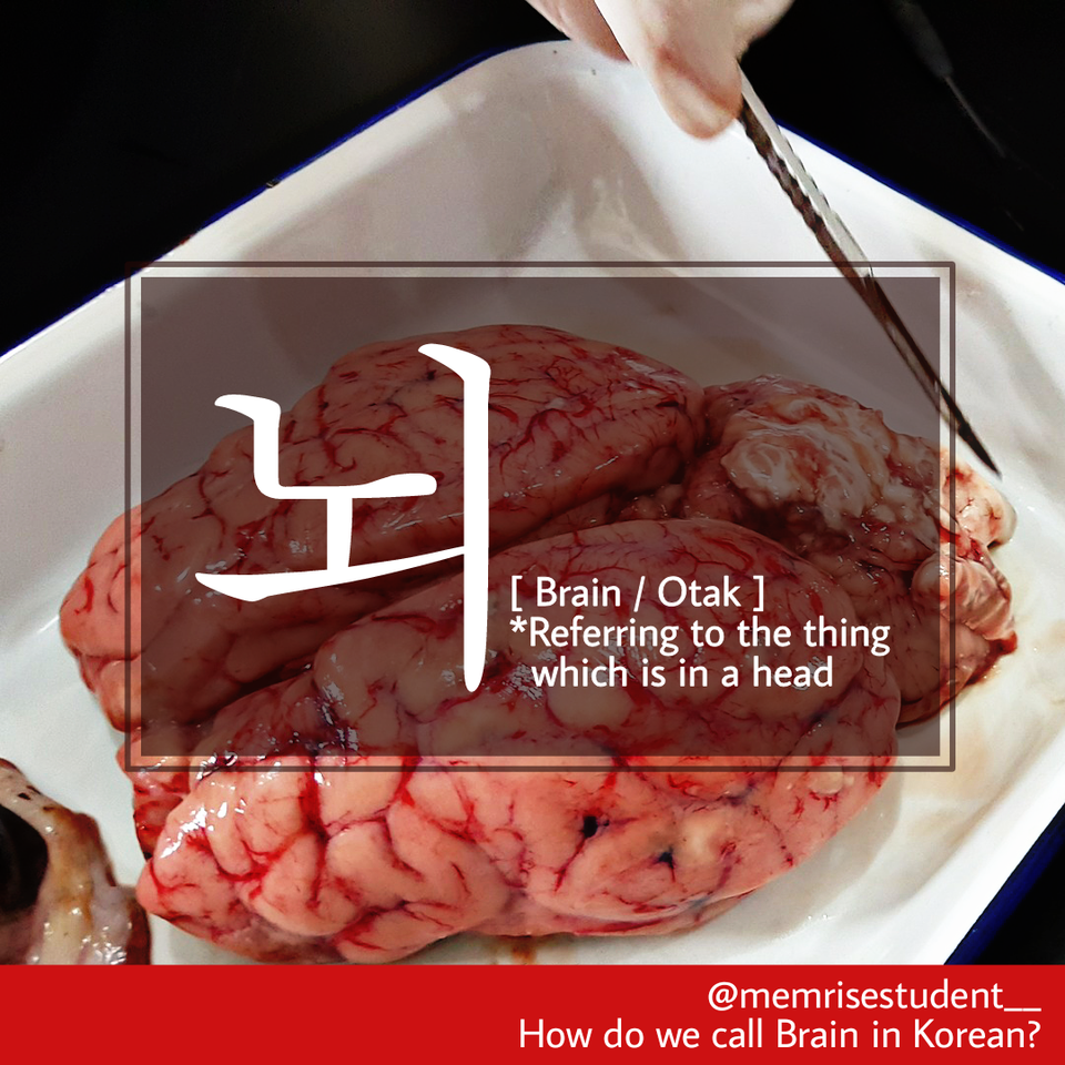 Brain in Korean How to say Brain (otak) in Korean?