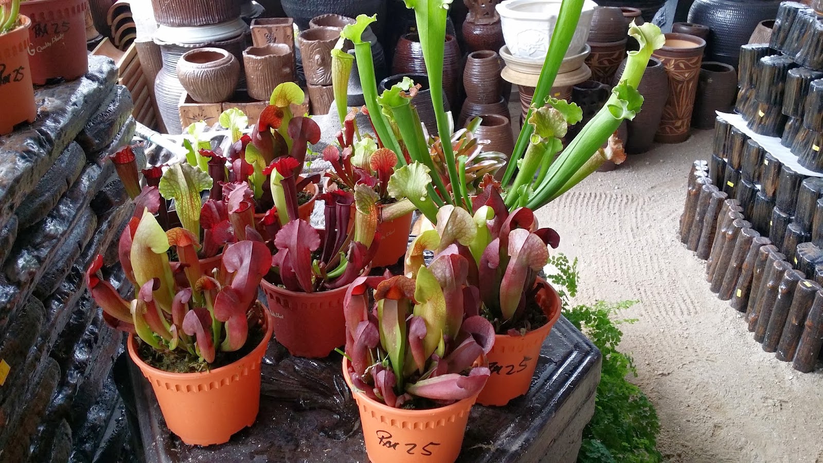 Pineapple chinese cookies year singapore lion city groundnuts explore melon seeds travelerfolio garlic flavours different there melons soy suggest sauce Xing Fu: PLANTS TO USHER IN THE NEW YEAR