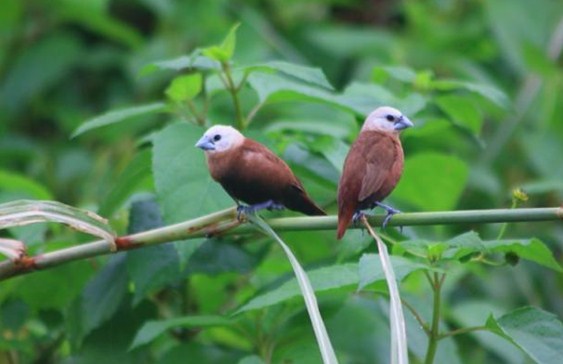 Cara Dan Tips Akurat Membedakan Bondol Haji Jantan Dan Betina