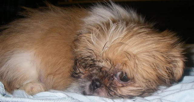 Cinomose é a doença que mais mata cães da raça SHIH TZU no mundo; Conheça os sintomas