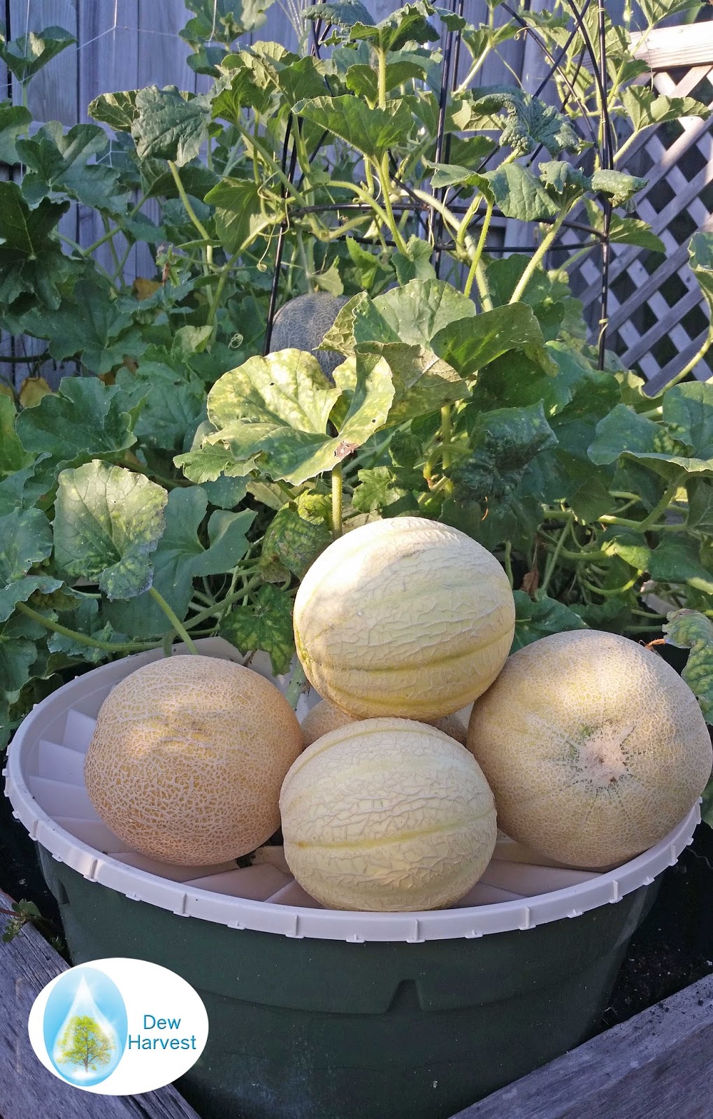 The Arid Arborist and Gardener Growing Melons With Almost No Watering