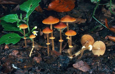 beberapa jamur jamur berbahaya Conocybe Filaris