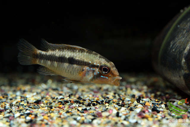 Apistogramma arua