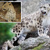 Leopardo-das-Neves e Leopardos comuns compartilhando o mesmo território!
