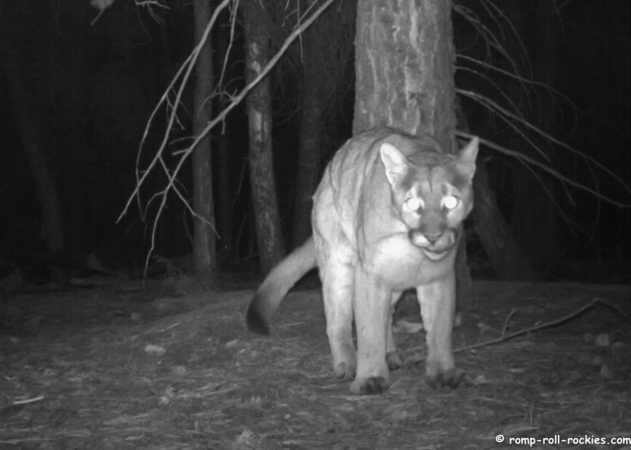 Romping and Rolling in the Rockies A Young Cougar on the Prowl