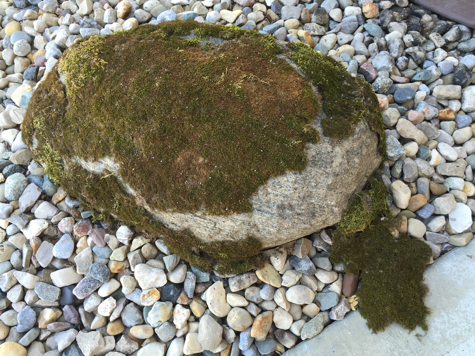 rock with dry moss on it
