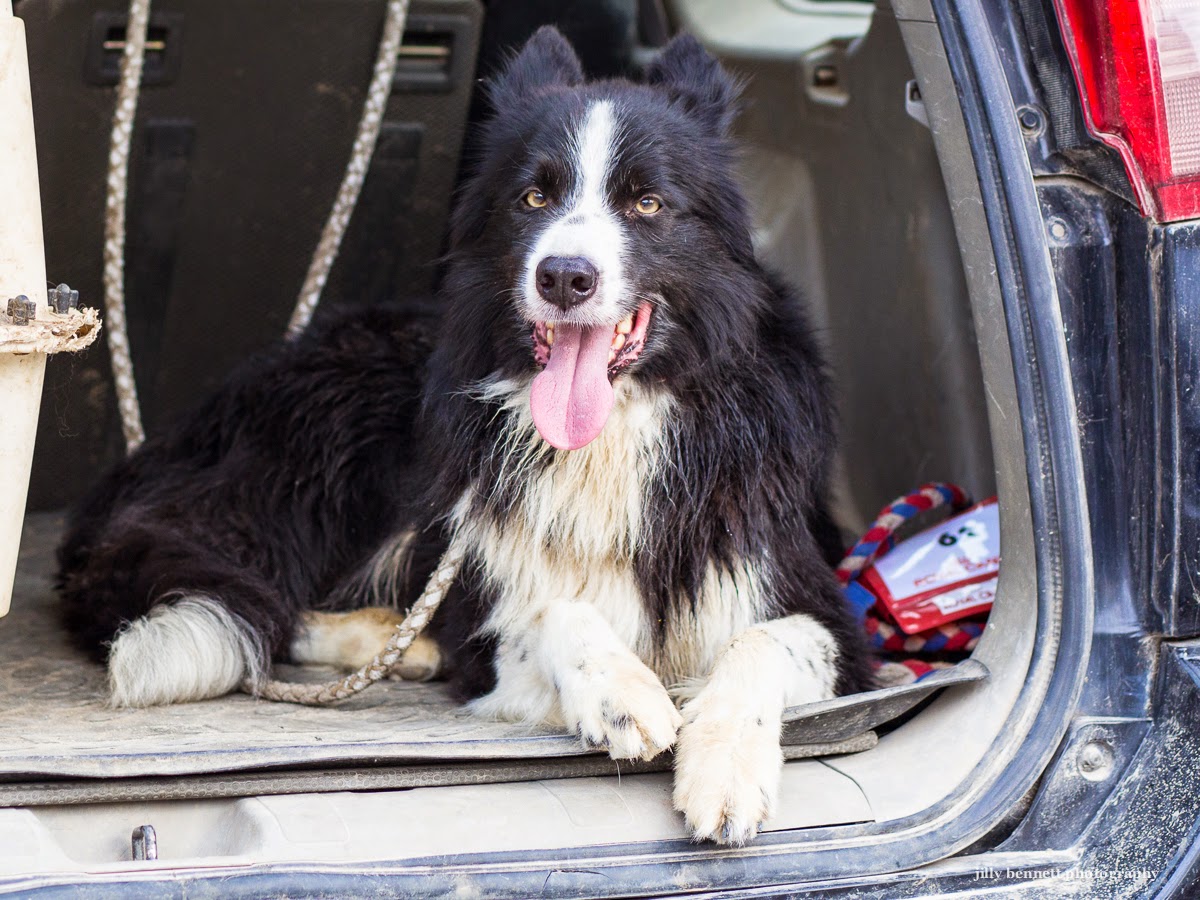 Seresto border collie Clearance