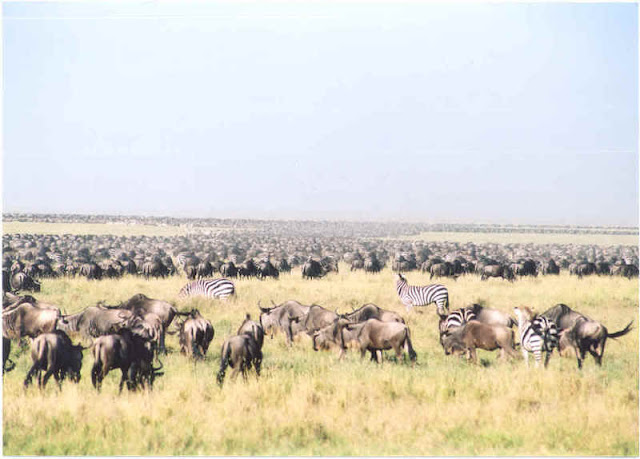 Migrating animals in the Serengeti park in Tanzania 