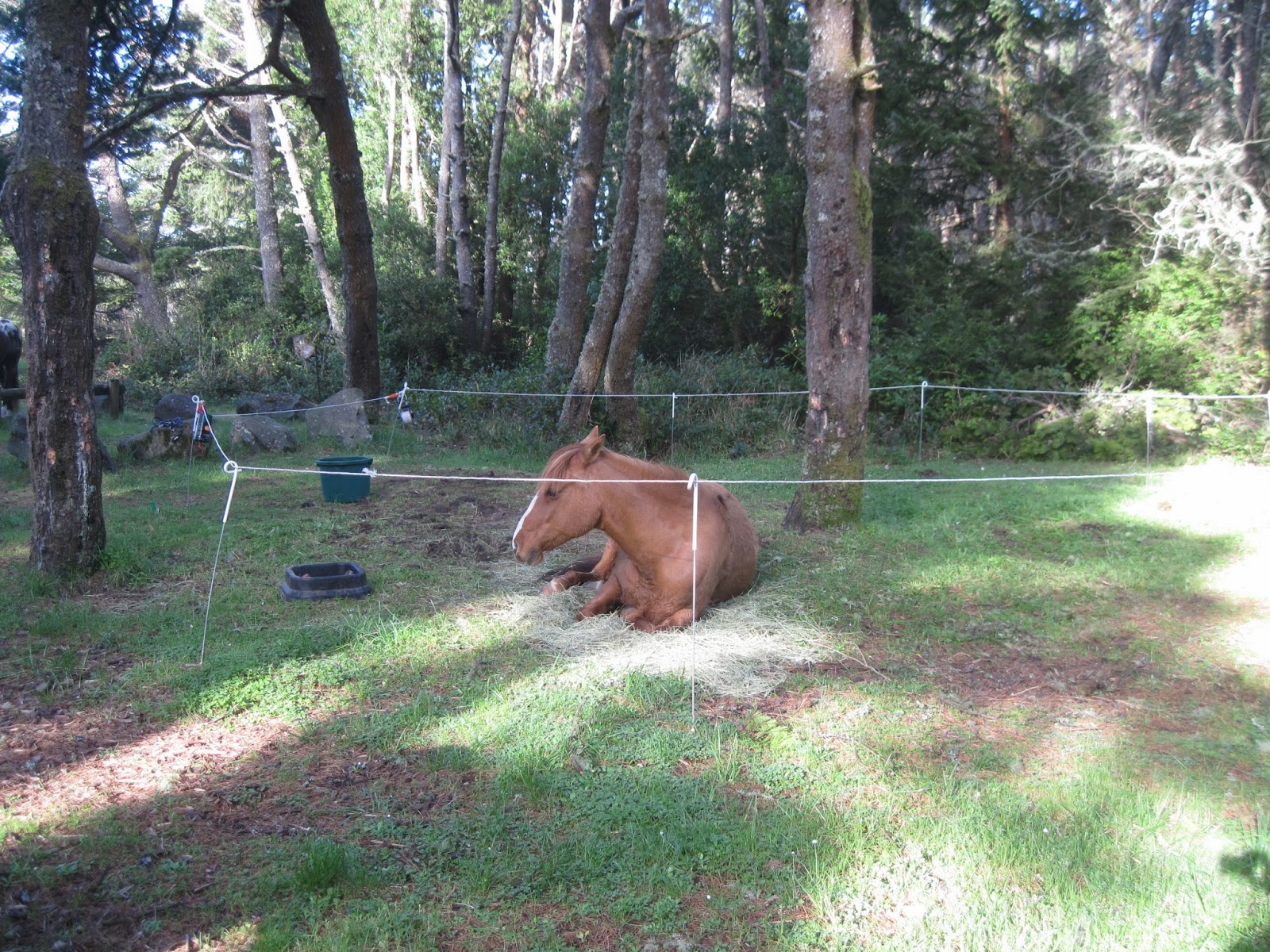 Holly's Horse Tales and Trails Baker Beach Horse Camp and the Cape