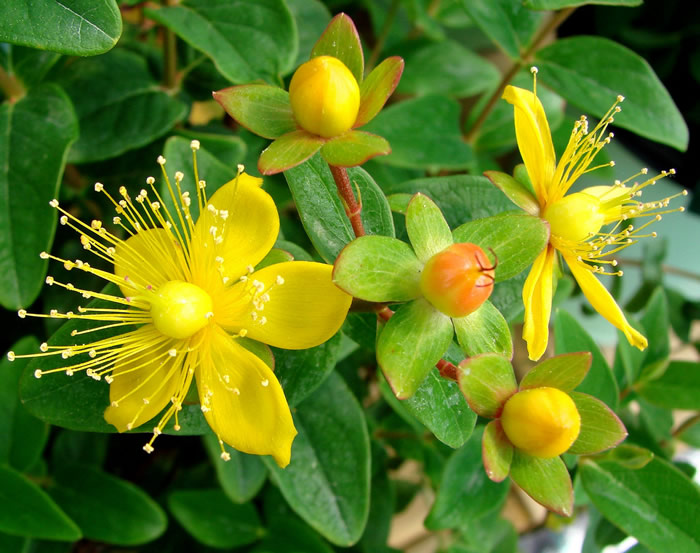 St. John’s wort