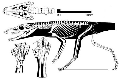 Hesperosuchus skull