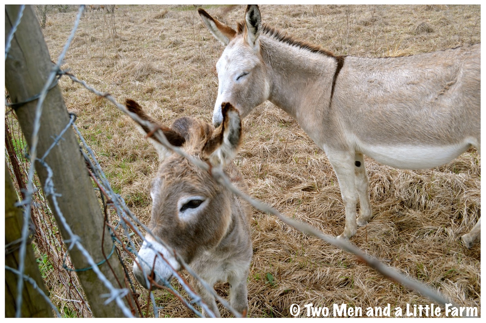 Two Men and a Little Farm DONKEYS FRUIT TREES AND HARVESTING