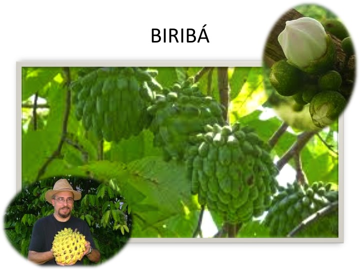 PAPÁBETO y CUCÚ: FRUTAS 08 Otras frutas: Las más raras entre las raras