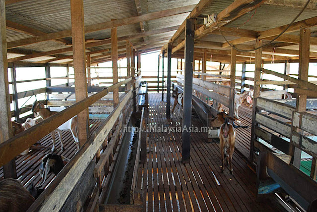 Melaka Goat Farm