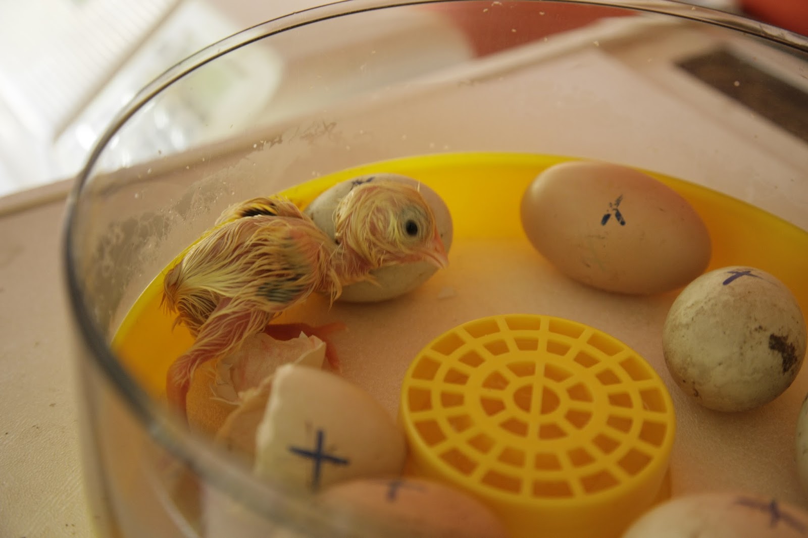 Henny Penny Farm Our First Chicken Egg Just Hatched! UPDATE 3 almost