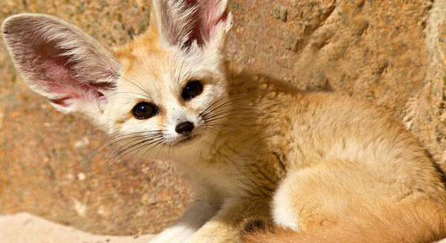 ماذا تعرف عن حيوان الفنك أو ثعلب الصحراء