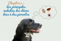 principales maladies transmises au chien principales maladies transmises au chien
