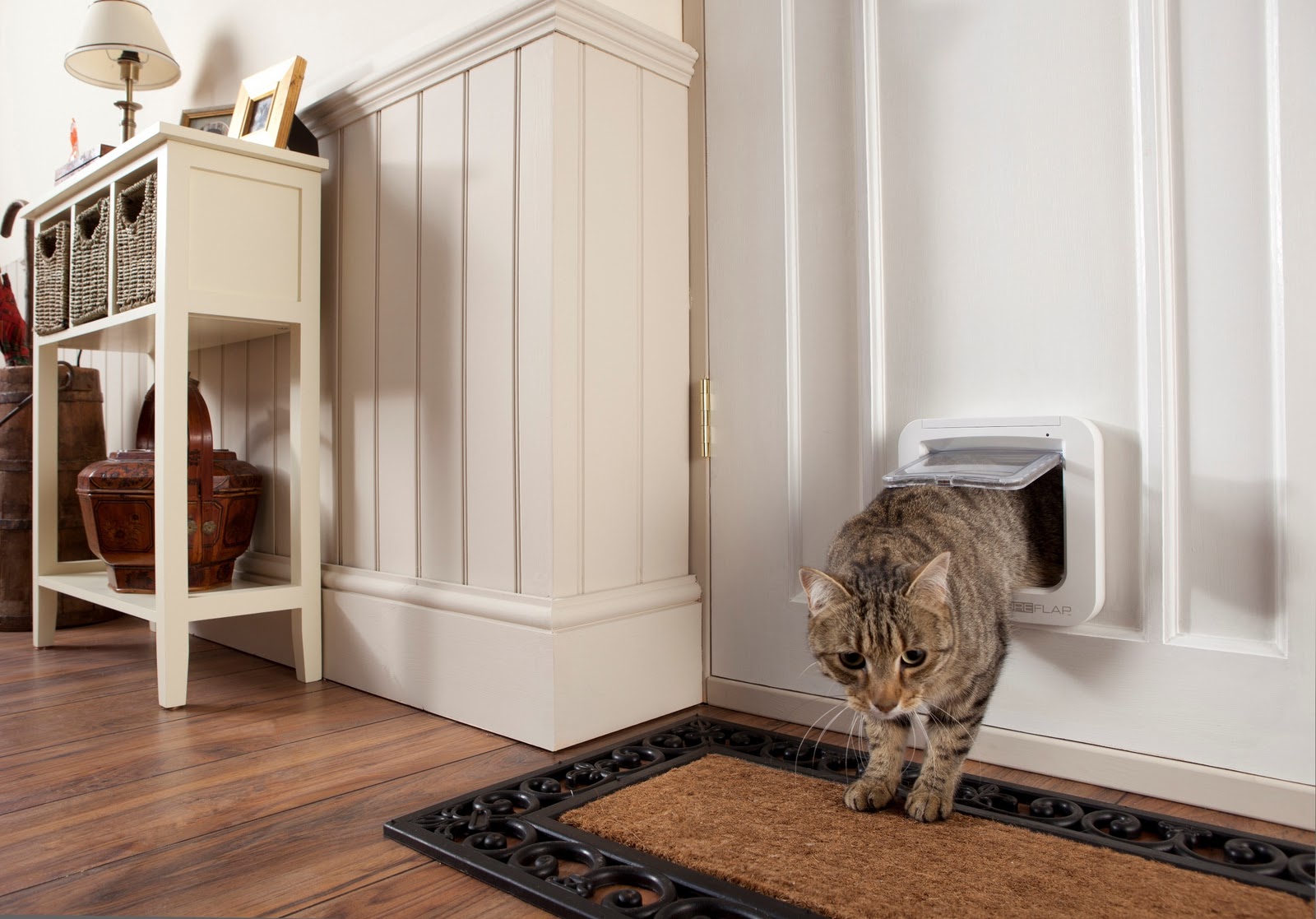 Cat and DOG Chat With Caren SureFlap Microchip Cat Door As A Kitty