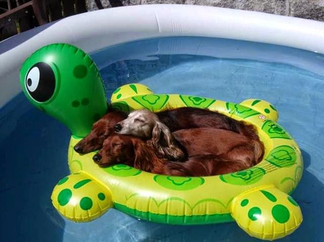 Three puppies sleeping in inflatable pool toy