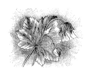 wildflower image digital flower illustration printable