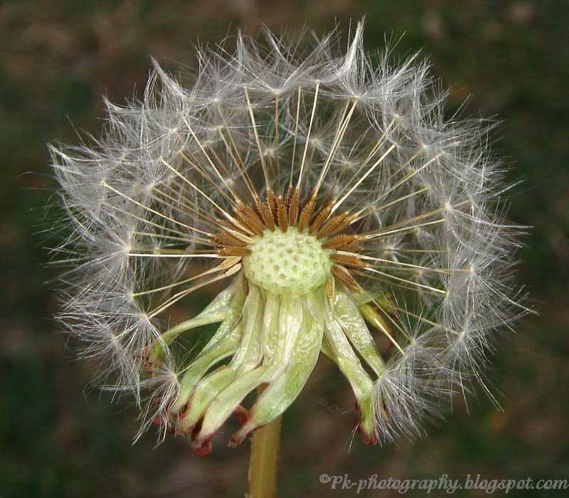 Dandelion Clocks by Rebecca Westcott Dandelion Clocks by Rebecca Westcott