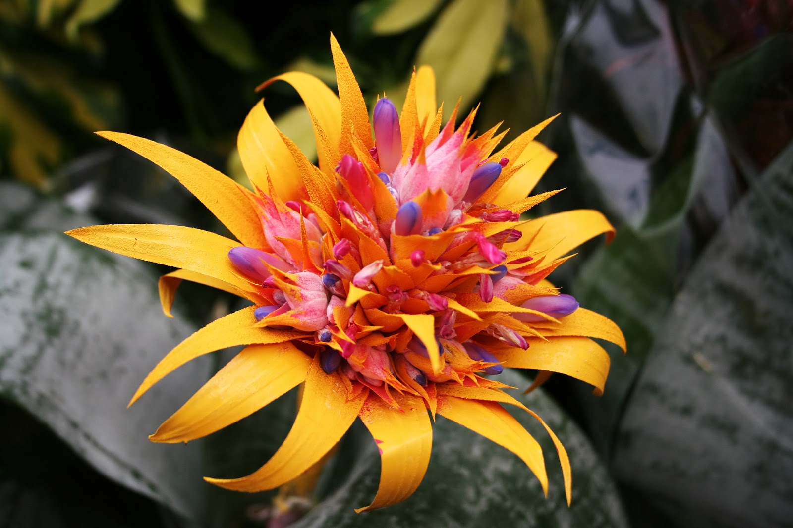 Exotic tropical flowers photos - Just for Sharing