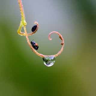 insects on a tendril with water drop