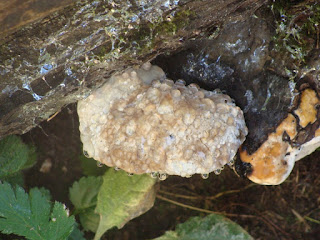 Fomitopsis pinicola DSC63954