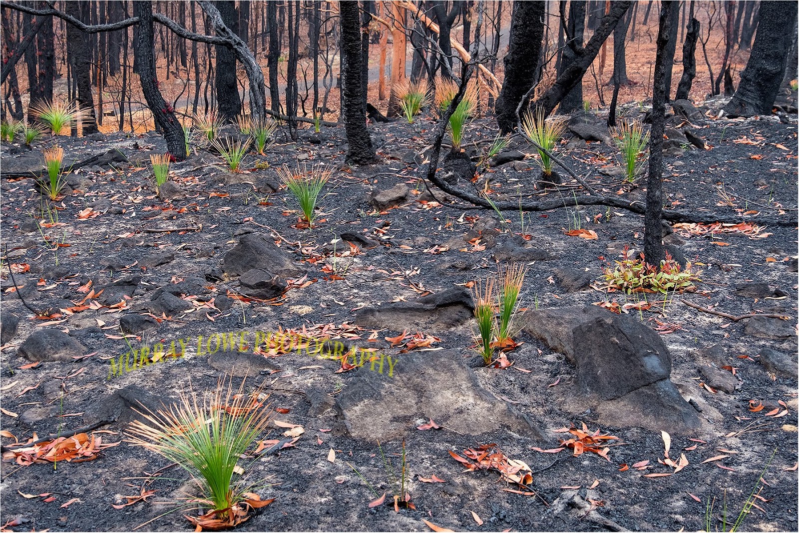 Heartwarming Pictures Of Plants Regrowing In Australia In Regions Devastated By The Blaze